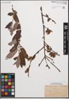 Foto von Salix cinerea L.
